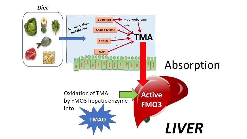 Tirmethylamine oxide from intestinal trimethylamine