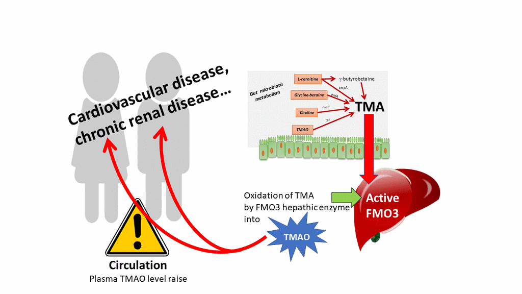 Deleterious effects of plasma TMAO