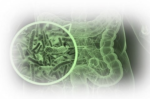 archaeome; gut microbiome; ami-hd; brugere; archaea; archées; Methanomassiliicoccales; archaebiotics