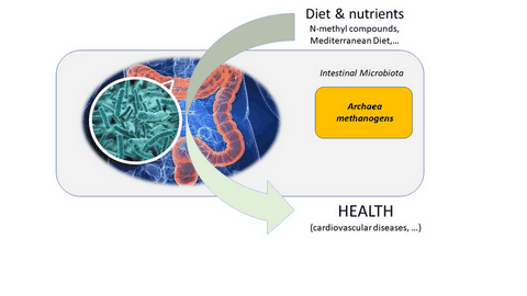 archaeome; gut microbiome; ami-hd; brugere; archaea; archées; Methanomassiliicoccales; archaebiotics; recherche; research