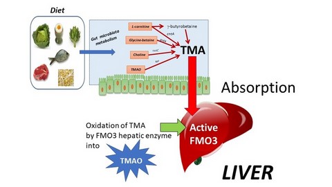 Tirmethylamine oxide from intestinal trimethylamine