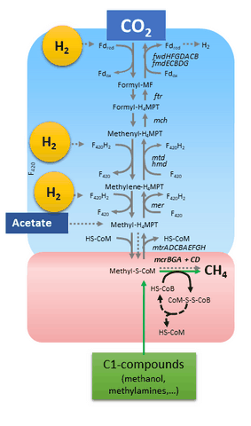 méthanogenèse